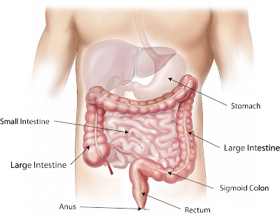 Diseases of the Digestive System and Treatments