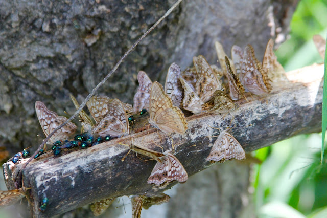 Tawny Emperor Butterflies