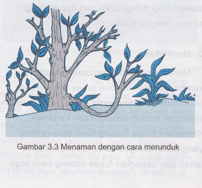 pembibitan jambu air dengan merunduk