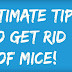 12 Easiest and Effective ways to get rid off Mice