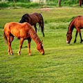 Pinturas de Animales
