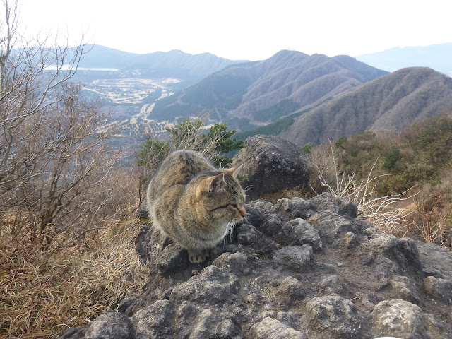 金時猫　金時山