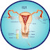 IUI vs IVF: What are the differences ? :- Dr Rama Sofat Hospital