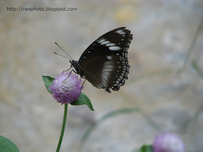 Chilasa clytia common tropical butterfly