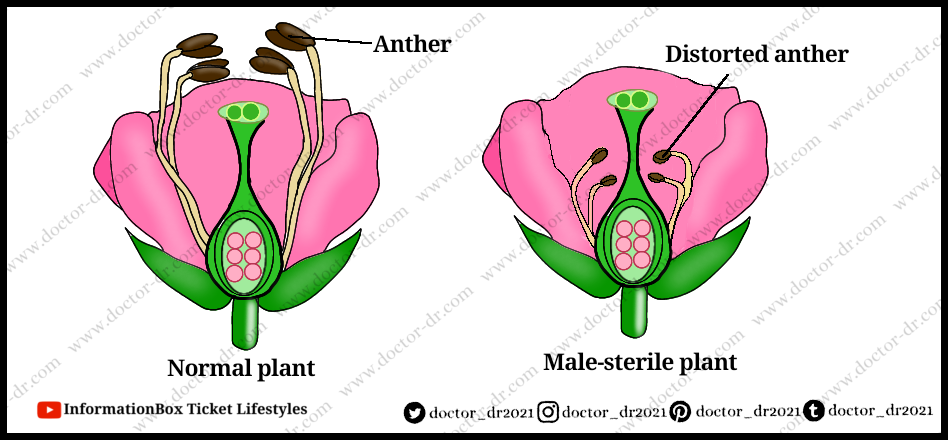 Male Sterility