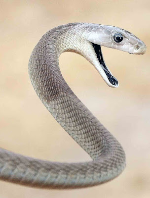 Black Mamba Deadly Snake