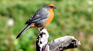 Cochabamba mountian finch