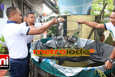 Yonmarhanlan I  Panen Ikan Lele di Kolam Ketahanan Pangan