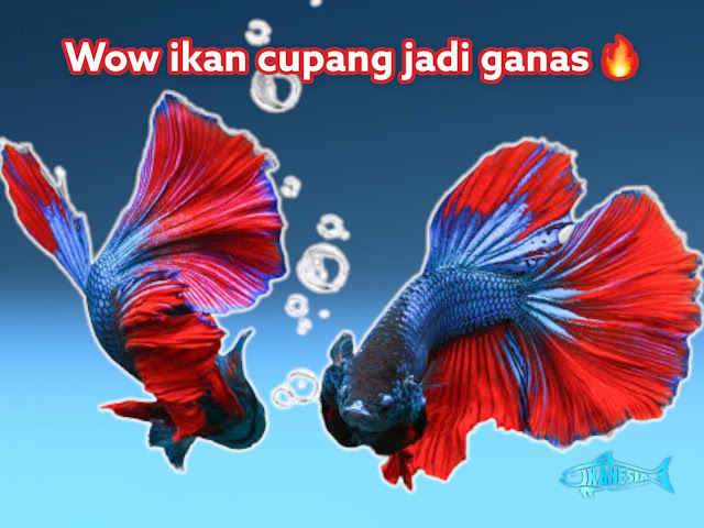 Ikan Cupang Galak