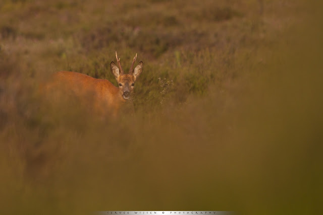 Ree - Roe Deer - Capreolus capreolus