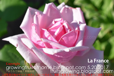 バラのラフランスのお花