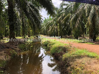 28.5 Acre Palm Oil Land Kg Sg Biuh Parit Raja Batu Pahat