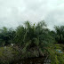 Dijual Kebun Sawit 500 ha Pelalawan Riau