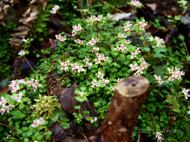 Chrysosplenium album