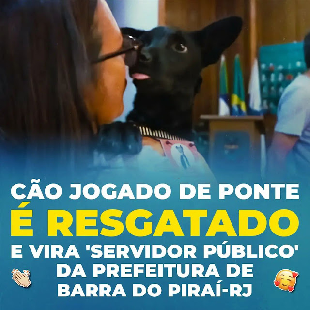 Cão após ser resgatado, vira 'servidor público'