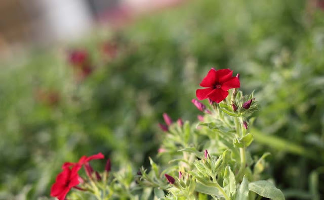 Phlox Flowers Pictures