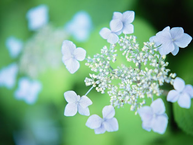 Background With Heaven And Flowers3