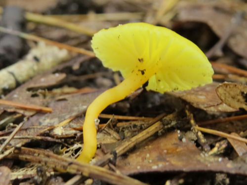 yellow mushroom