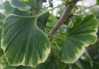 Maidenhair / Ginkgo Biloba leaves