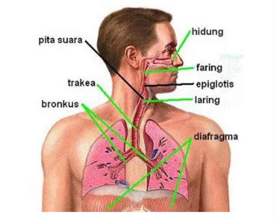 Latihan Soal IPA Biologi  Materi Sistem Pernapasan Manusia 