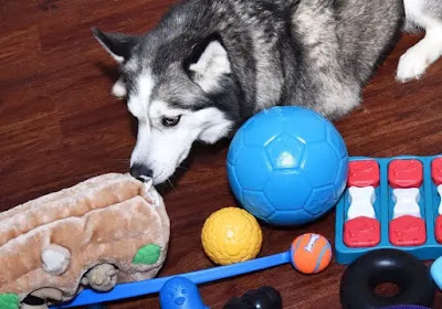 Mental Stimulation for Huskies