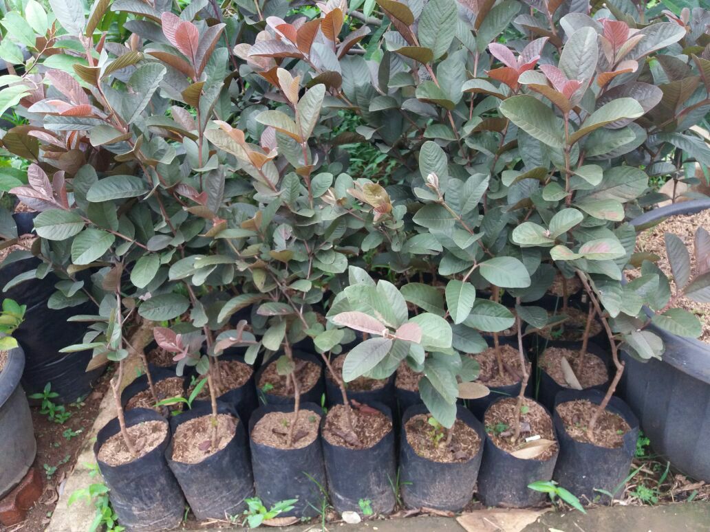 bibit buah jambu biji merah unggul samarinda Jambi