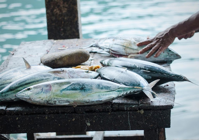 Mancing ikan cakalang