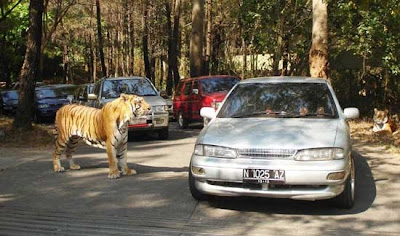 harimau taman safari