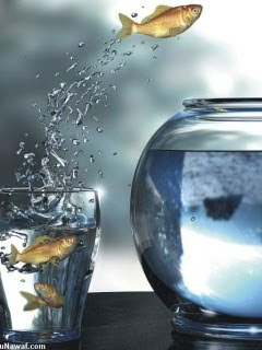 Goldfish jumping out of the glass in the aquarium