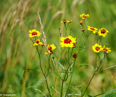 Plains coreopsis in the park