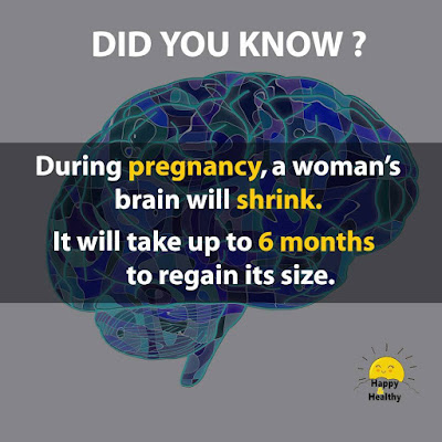 facts about of human brain