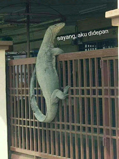  di artikel kali ini saya akan membagikan kumpulan foto meme biawak yang sempat viral di t √ 30+ Kumpulan Foto Meme Biawak Viral 2019