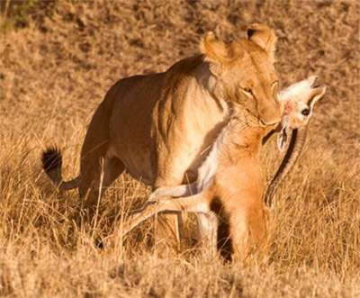 [lion-hunting-deer-photo.jpg]