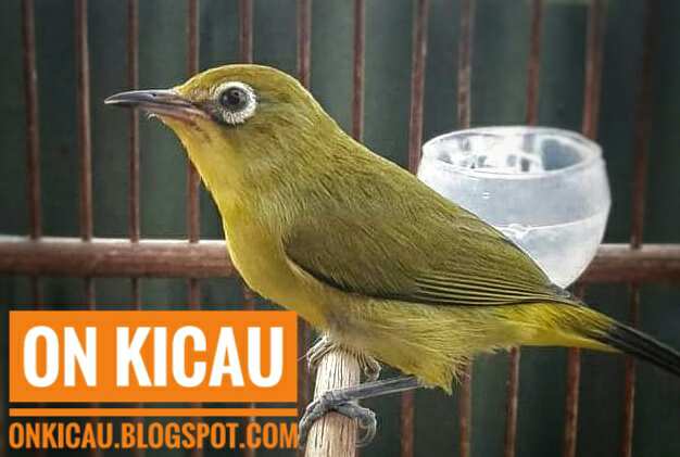 gambar burung pleci / burung kacamata