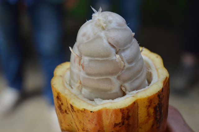 Cacao fruit