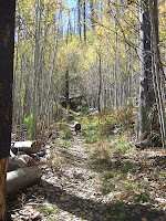 fall foliage aspen trail