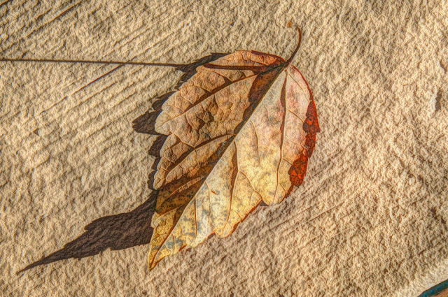 single leaf with shadow