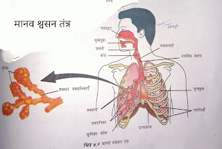 श्वसन तंत्र का नामांकित चित्र। मानव का।