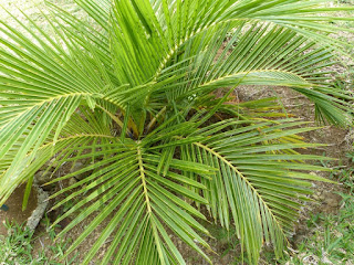 Jubaeopsis caffra - Pondococco - Palmier du Pondoland