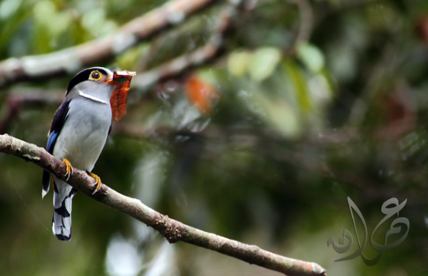  Gambar Burung Berwarna