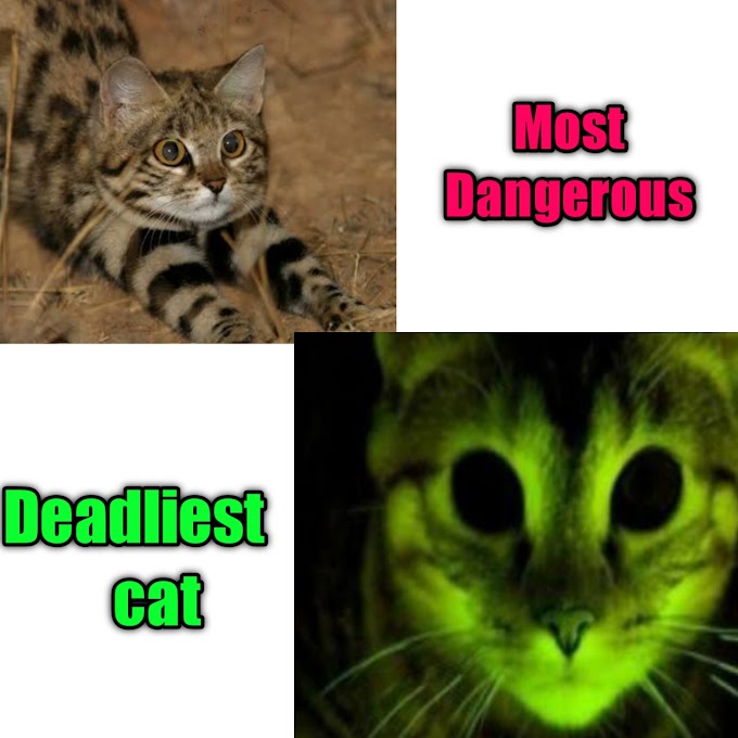 The world's most Dangerous and deadliest cat 