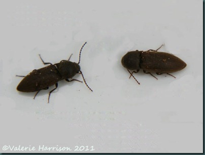click beetle Agriotes sp