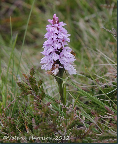 10-Orchid