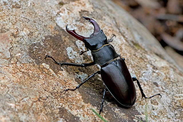Lucanus cervus the Stag Beetle