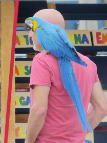 parrot on a man's shoulder
