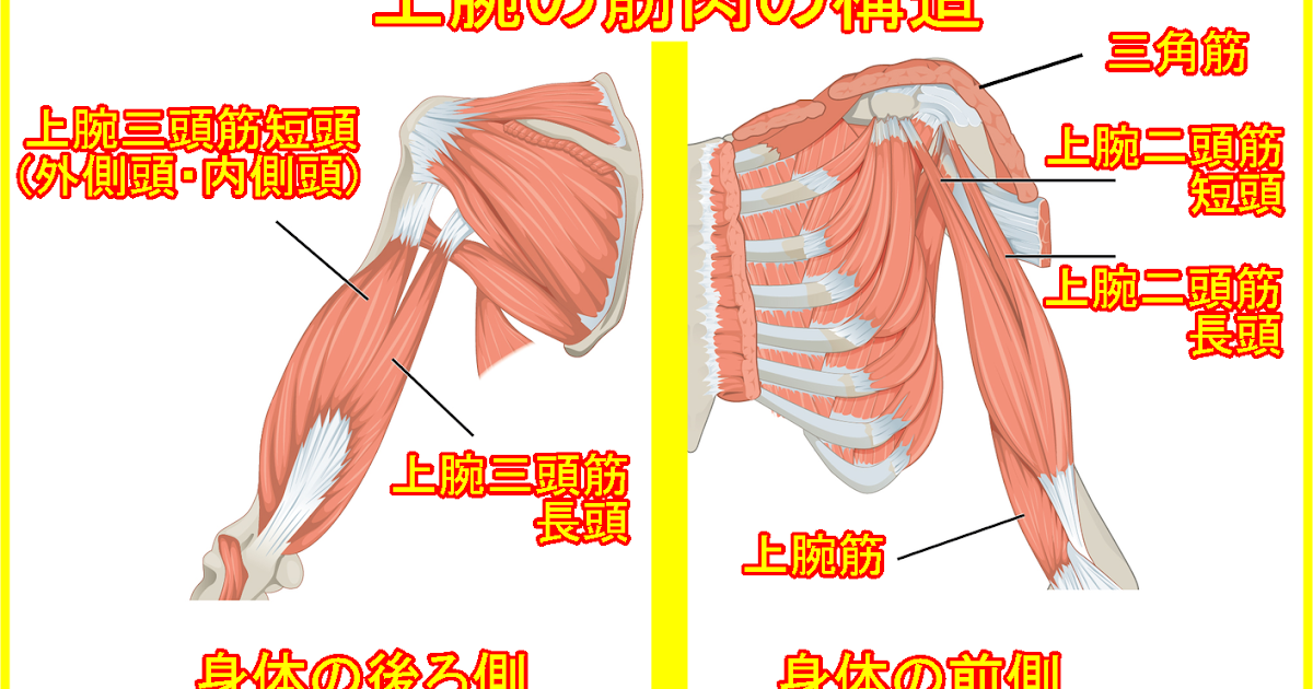 腕の筋肉名称と作用 名前の読み方と鍛え方 筋トレ方法 マジョレンコ製作所日本正規輸入代理店