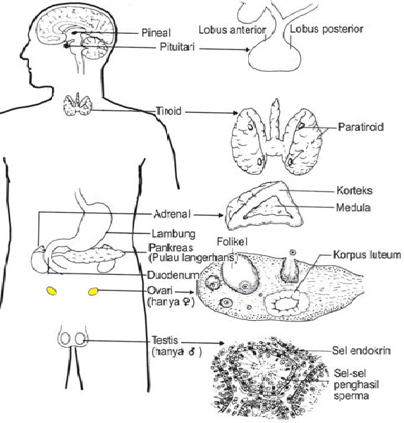 Soal Uts Ipa Kelenjar  Endokrin Adrenalin