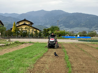 【20230425】ズッキーニの準備