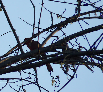 cardinals