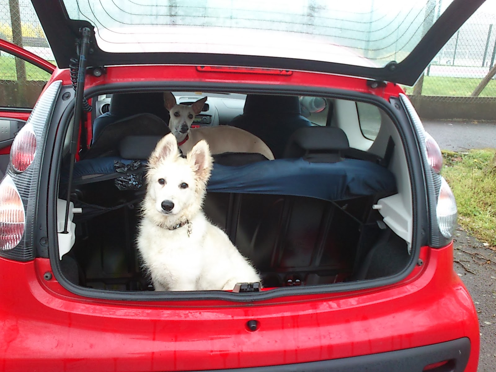 Himage en voiture avec Delisse - Education levrier whippet Nantes